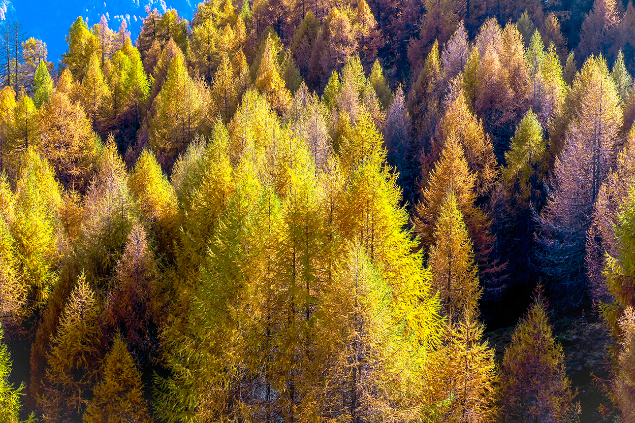 foliage engadina 004_hrjo